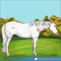 Horse Color:Silver Bay Splash Tobiano Appaloosa Rabicano