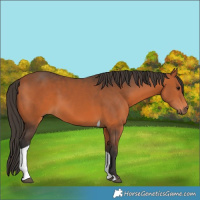 Horse Color:Bay Tobiano 