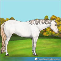 Horse Color:Red Dun Roan Tobiano Appaloosa Rabicano 