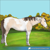 Horse Color:Amber Champagne Dun Splash Tobiano Rabicano 