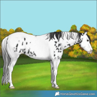 Horse Color:White Spotted Black Splash Tobiano Appaloosa 