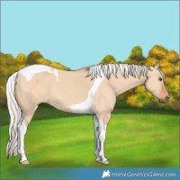 Horse Color:Silver Bay Dun Tobiano 