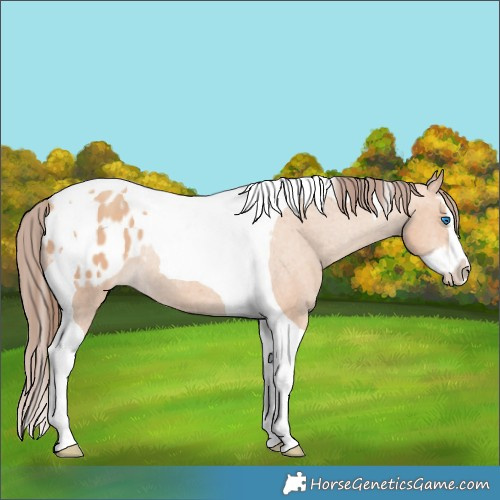 Horse Color:Amber Champagne Splash Tobiano Appaloosa Rabicano 