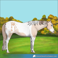 Horse Color:Amber Champagne Splash Tobiano Blanket Rabicano 