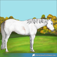 Horse Color:Gray Bay Splash Tobiano Frame Rabicano 