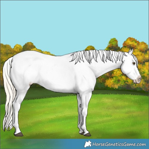 Horse Color:Palomino Roan Dun Tobiano Appaloosa 