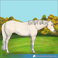 Horse Color:Gold Cream Champagne Roan Splash 