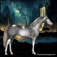 Horse Color:Gray Liver Chestnut Tobiano