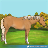 Horse Color:Palomino 