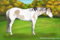 Horse Color:Bay Dun Splash Tobiano 