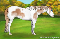 Horse Color:Chestnut Splash Tobiano 