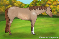 Horse Color:Red Dun