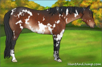 Horse Color:White Spotted Brown 