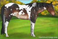 Horse Color:White Spotted Brown Tobiano 