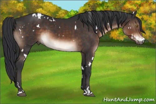 Horse Color:White Spotted Brown 