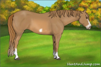 Horse Color:Chestnut Splash Frame 