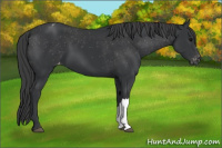 Horse Color:Black Appaloosa