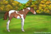 Horse Color:Chestnut Tobiano Frame 