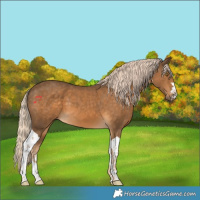 Horse Color:Chocolate Palomino Tobiano 