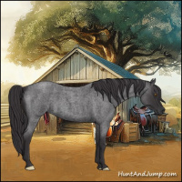 Horse Color:Smoky Blue Roan 