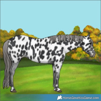 Horse Color:Black Appaloosa 