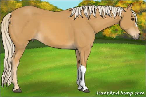Horse Color:Palomino 