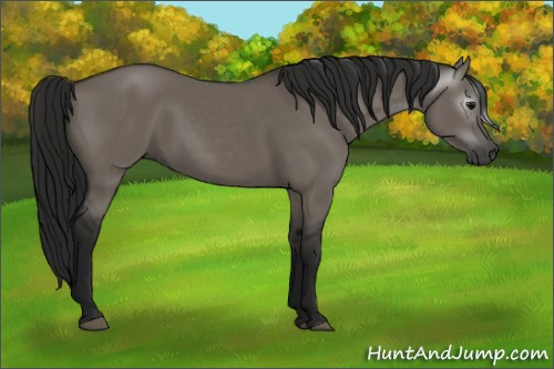 Horse Color:Gray Grullo 