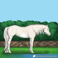 Horse Color:White Spotted Cremello Sabino Frame 