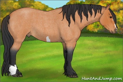 Horse Color:Bay Roan 