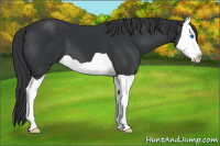 Horse Color:Black Splash 