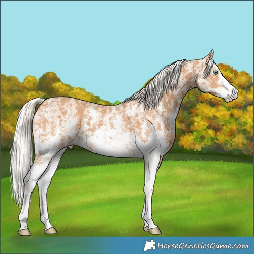 Horse Color:Cremello Sabino and Gray Cremello Sabino