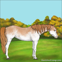 Horse Color:White Spotted Red Roan 