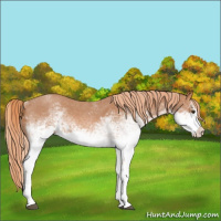 Horse Color:White Spotted Red Roan 