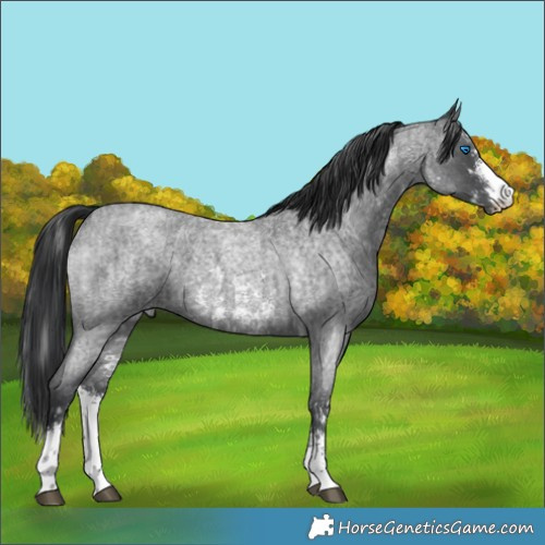 Horse Color:Blue Roan Sabino Splash  and Blue Roan Sabino 