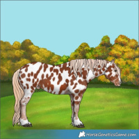 Horse Color:Chestnut Near Leopard 
