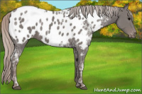 Horse Color:Silver Black Ice Appaloosa