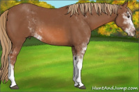 Horse Color:Chestnut Sabino