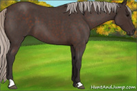 Horse Color:Silver Brown Roan