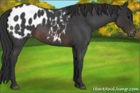 Horse Color:Brown Roan Appaloosa