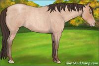 Horse Color:Sable Champagne Roan