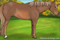 Horse Color:Chestnut Sabino 
