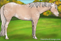 Horse Color:Silver Sable Champagne Ice Sabino 
