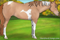 Horse Color:Gold Champagne Tobiano