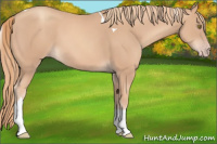 Horse Color:Gold Champagne Tobiano 