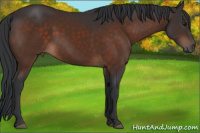 Horse Color:Brown 