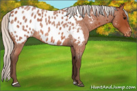 Horse Color:Silver Bay Roan Sabino Appaloosa 