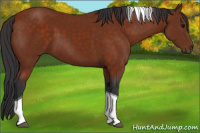 Horse Color:Bay Tobiano 