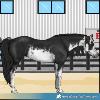 Horse Color:Gray White Spotted Black Rabicano 