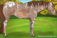 Horse Color:Chestnut Ice Sabino Appaloosa