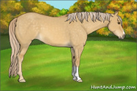 Horse Color:Palomino Dun 